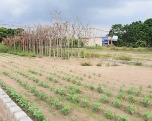 BÁN ĐẤT LIÊN XÃ, TÂN CHÂU, KHOÁI CHÂU