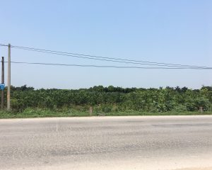 Bán đất dự án huyện Văn Giang, tỉnh Hưng Yên. Mặt đường 379 diện tích 9ha.