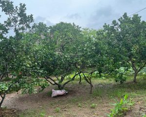 Siêu rẻ, bán 1700m đất gần chợ Đông Tảo, Khoái Châu. Nhỉnh 5tr