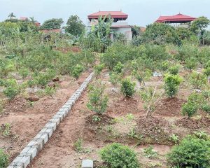 Đông Tảo Khoái Châu FULL THỔ CƯ GIÁ CHƯA ĐẾN 2,x tỷ
