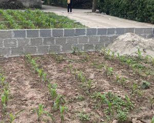 Siêu phẩm Đông Tảo – 550m² full thổ cư, chỉ từ 1x triệu/m²