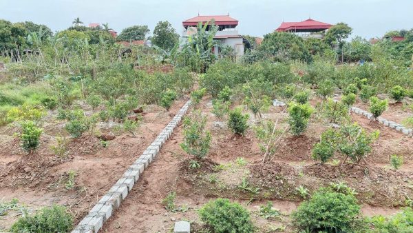 Bán đất thổ cư diện tích 83.8m2 tại Đông Tảo, Khoái Châu, Hưng Yên Giá 2,x tỷ