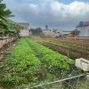 Bán nhanh lô đất siêu rẻ, Thuần Mỹ, xã Hoà Phong, TX Mỹ Hào, t Hưng YênBán gấp Thuần Mỹ, Hoà Phong, TX Mỹ Hào, Hưng Yên. 85m² full thổ cư. Đường to đùng. Thông, nếu đẹp tầm gần 2 tỷ, nhưng hình ảnh xấu. Phù hợp đầu tư lâu dài, an cư, cho con cháu... Bán siêu rẻ chỉ 650 triệu.