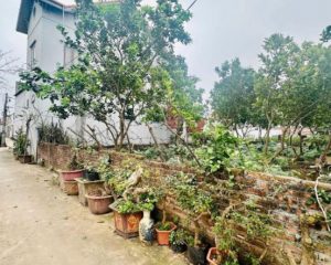 Tài chính 2tỷ1 sở hữu ngay mảnh đất tại Vĩnh Tuy- Liên Nghĩa- Văn Giang giáp đt 379 và cụm công ty