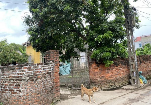 Hàng F0 Đông Tảo Hưng Yên, lô góc đầu tư chia lô. DT 200m2, MT 6.06m, giá 2xtr/m2. Ngõ thông ô to