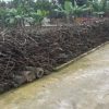 Hiếm! Bán gấp! Đất đẹp Mỹ Hào, cạnh KCN 20ha, sẵn sổ, 950 triệu, 60.5 m2