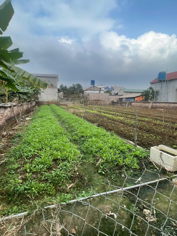 Cần bán mảnh đất 60m2 cách chợ Đông Tảo 200m giá đầu tư 1.190 tỷ